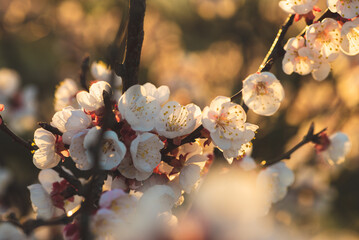 Wall Mural - Densely lined up white and red apricot blossoms on a branch fork. The bokeh of the flowers below in the foreground frames the image.