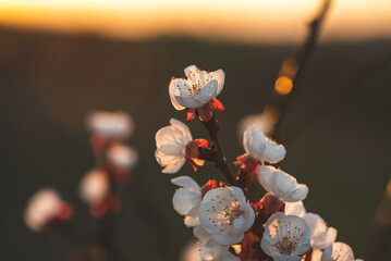 Wall Mural - Close-up of a white and red apricot blossom branch illuminated by the setting sun. The branch overgrown with blossoms runs from bottom right to top left in the picture.