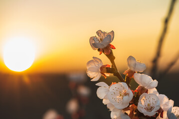 Wall Mural - Close up of a white and red apricot blossom branch with the setting sun in the background. The branch overgrown with blossoms runs from bottom right to top left in the picture.