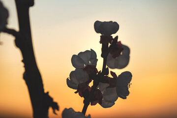 Wall Mural - Silhouette of fruit blossoms on a small branch at dusk with orange background. Photo in landscape format