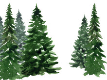 Watercolor Christmas Trees On A White Background