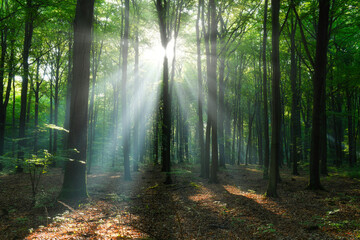  Beautiful sunny morning in the green forest