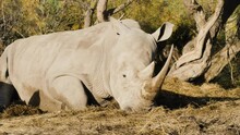 The White Rhinoceros Or Square-lipped Rhinoceros (Ceratotherium Simum) Is The Largest Extant Species Of Rhinoceros.