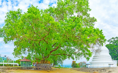 Wall Mural - The Bodhi Tree in Lankathilaka Vihara, Udunuwara, Sri Lanka.