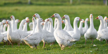 Many White Fattening Geese On A Meadow