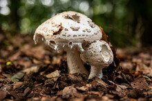 Close-up Of Two White Capped Mushrooms In A Forest, Probably Warted Amanita (Amanita Strobiliformis), Surrounded By Autumn Foliage, Weser Uplands, Germany