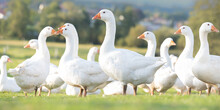 A Lot Of White Fattening Geese On A Meadow