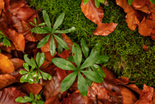 Top-down Close-up Shot Of A Forest Floor With Woodruff, Autumn Leaves And A Moss-covered Tree Trunk, Suitable As Natural Background, Weser Uplands, Germany