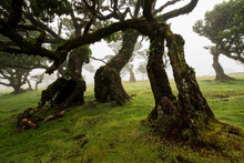 Gnarled Trunks Of Beautiful Old Stinkwood Laurel Trees (Ocotea Foetens) On A Foggy Day In The Ancient Laurel Forest Of Fanal, Madeira, Laurissilva Nature Reserve