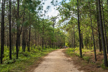 Pathway With Pine Forest At Phu Kradueng National Park, Loei, Thailand