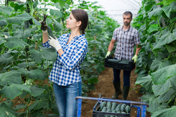 Wall Mural - Confident woman harvests ripe cucumbers in greenhouse