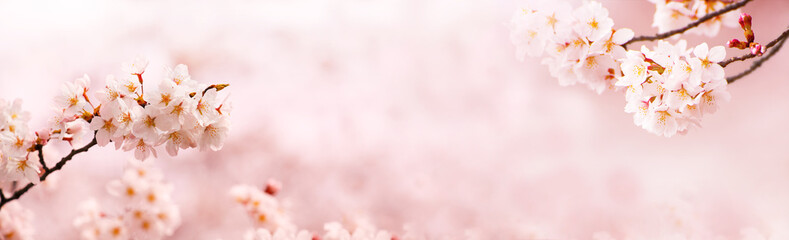 Wall Mural - spring cherry blossoms in full bloom. title header dimension image.