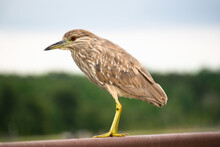 Juvenile Night Heron Perches At Sweetwater Wetlands Park In Gainesville, Florida