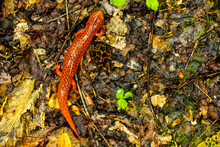 Red Salamander Enjoying An Empty Trail On A Rainy Day
