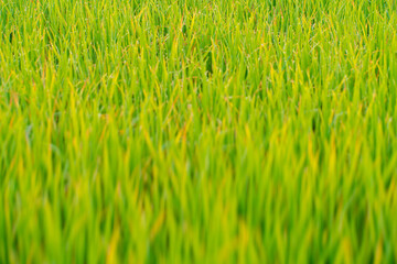 Wall Mural - Dew drop on green grass field in morning