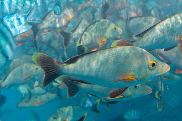 Wall Mural - banc de poisson dans le lagon de rangiroa, tuamotu, polynésie francaise