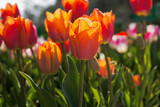 Fototapeta Tulipany - Orange tulips close-up in the garden. Beautiful spring flower background. Soft focus and bright lighting. Blurred background with space for text.Flowerbed in the bright sunlight.Macro, Selective focus