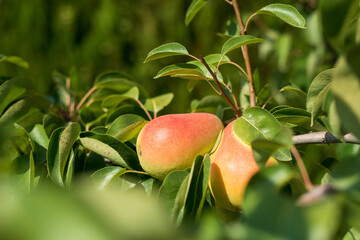 Wall Mural - Ripe pears on a tree branch in a sunny orchard - selektive focus