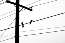 Two Birds Are Sitting On A Wire Of An Electricity Transmission Pole In The Early Foggy Winter Morning