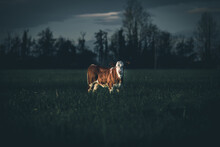 Cattle Cub In A Field Dark Dramatic Style Image