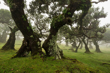 Fairytale Landscape At The Laurel Forest Of Fanal, Madeira, With Impressive Old Stinkwood Laurel Trees, On A Foggy Day In The Laurissilva Nature Reserve