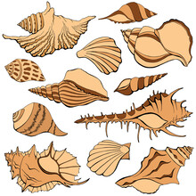 Sea Shells Collection Isolated On White Background. Beige Clam, Conch, Cockleshell, Bivalve Set. Assorted Ocean Shells Template.