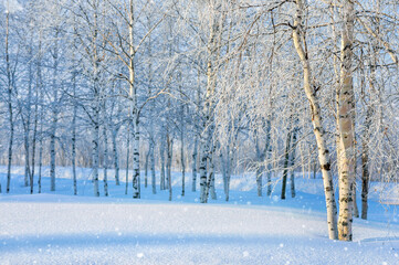 Wall Mural -  Winter landscape. Colorful landscape with a birch grove in hoarfrost.