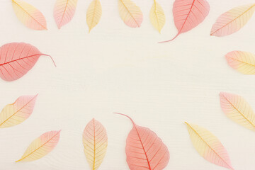 Wall Mural - Colorful transparent and delicate skeleton leaves over wooden white background