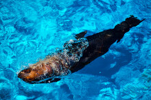 Australian Sea Lion Swimming In A Clear Water Pool.