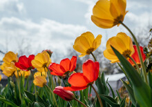 Red And Yellow Tulips Swaying In The Wind Against A Cloudy Blue Sky
