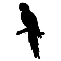 parrot black silhouette, vector, isolated