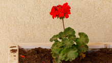 One Red Geranium Flower On A Yellow Wall Background