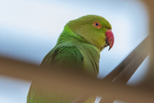 Portrait Of Wild Green Parrot Looks To The Room