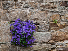 Blue Gentian Among Stones In A Wall
