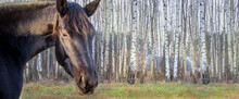 Black Horse Head Portrait In Nature On A Background Of Birch Trees. Banner With Place For Text