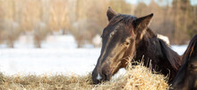 Horse And Hay. A Young Black Horse Is Eating Hay Close-up. Banner With Place For Text. Background