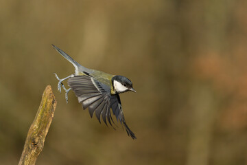 Sticker - Great tit, Parus major