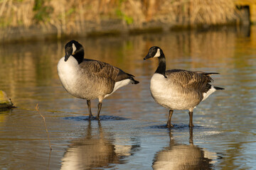 Wall Mural - Canada goose, Branta canadensis