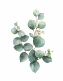 Fototapeta  - Watercolor hand painted green eucalyptus bouquet.