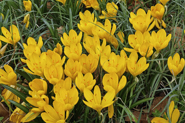 Canvas Print - yellow autumn crocus