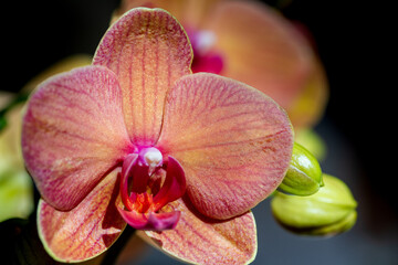  Orquídea