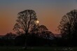 A silhouette of a tree with the Moon rising against the pink sky known as the belt of venus 