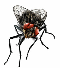 Fly Sitting And Looking Into The Camera, Sketch Vector Graphic Color Illustration On White Background
