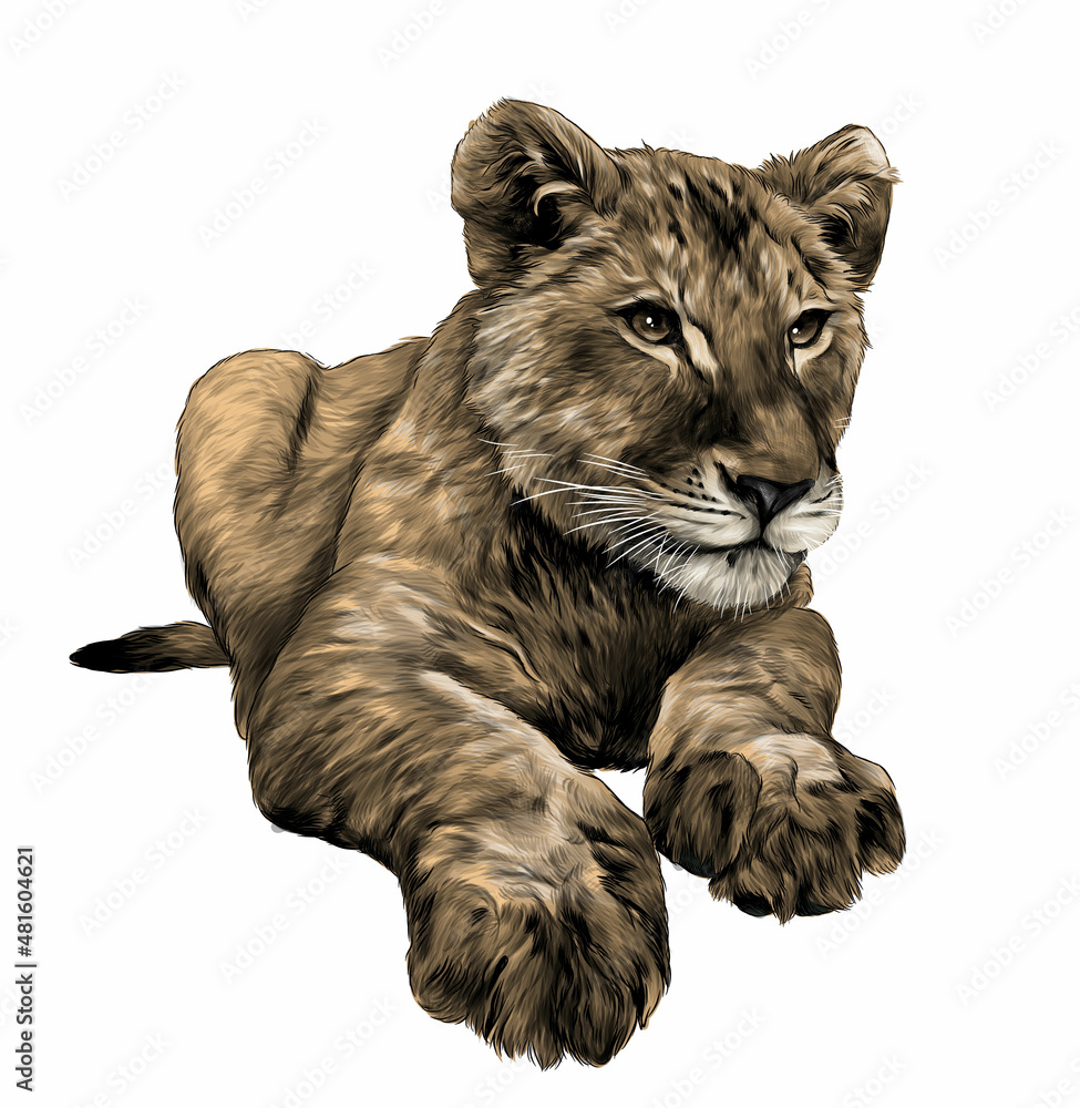 little lion cub lies full length drawing, sketch vector graphic color illustration on white background