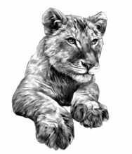 Little Lion Cub Head And Paws, Sketch Vector Graphics Monochrome Illustration On White Background