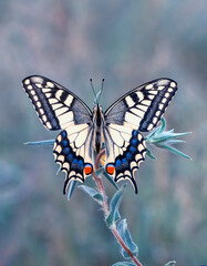 Macro shots, Beautiful nature scene. Closeup beautiful butterfly sitting on the flower in a summer garden.