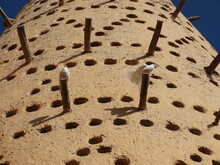 A Traditional Mud Dovecote With Some Pigeons On It