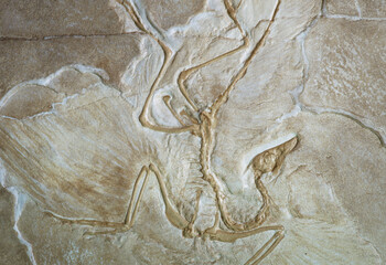 Wall Mural - Fossile of Archaeopteryx. Pre historic bird. Reptile bird.