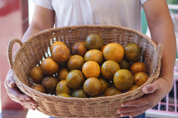 Wall Mural - Man holds basket of organic orange fruits. Seasonal Thai fruit in Nan Province, Thailand named 