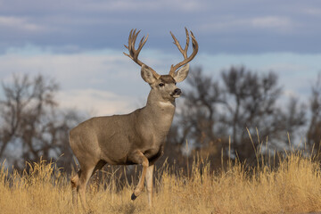 Poster - Buck Mule Deer in Autumn in Colorado